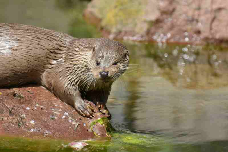 DFH_Fischotter Mahlzeit.JPG